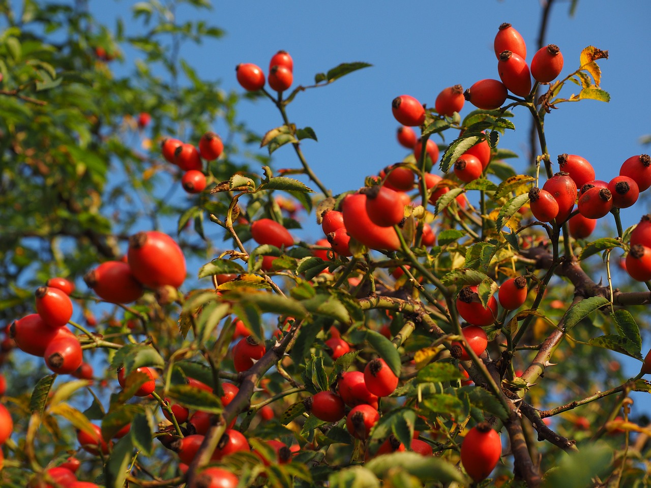 Rožinė Hip Vaisiai, Raudona, Laukinė Rožė, Augalas, Sammelfrucht, Šuo Rožė, Krūmas, Rožių Šiltnamius, Rosa Canina, Haegen