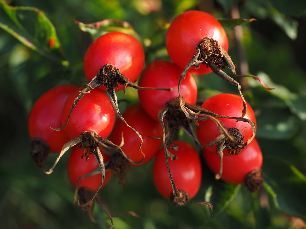 Rožinė Hip Vaisiai, Raudona, Laukinė Rožė, Augalas, Sammelfrucht, Šuo Rožė, Krūmas, Rožių Šiltnamius, Rosa Canina, Haegen