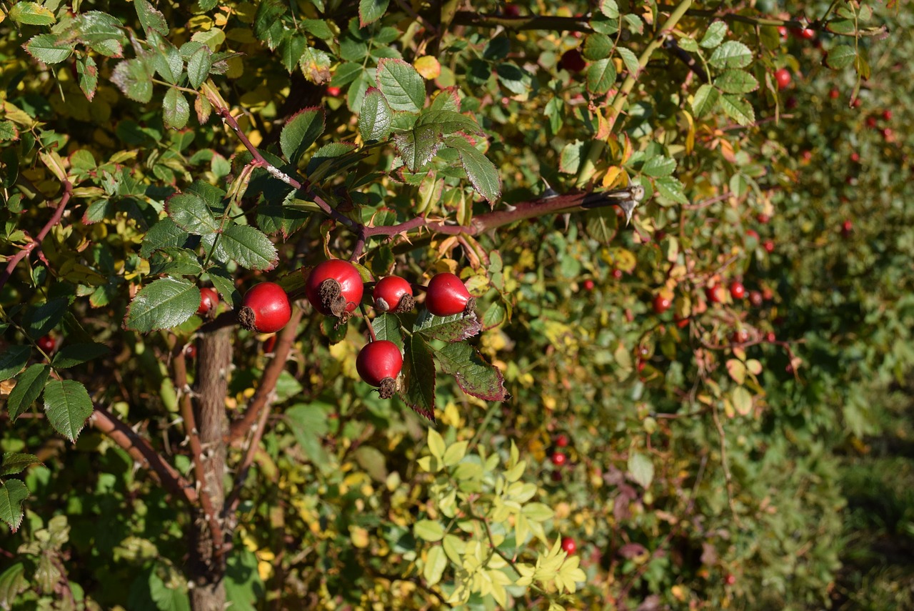 Rožinė Hip Lapai, Natur, Augalas, Ruduo, Žalias, Šuo Rožė, Natūralus, Vokietija, Reinlandas-Pfalzas, Nemokamos Nuotraukos