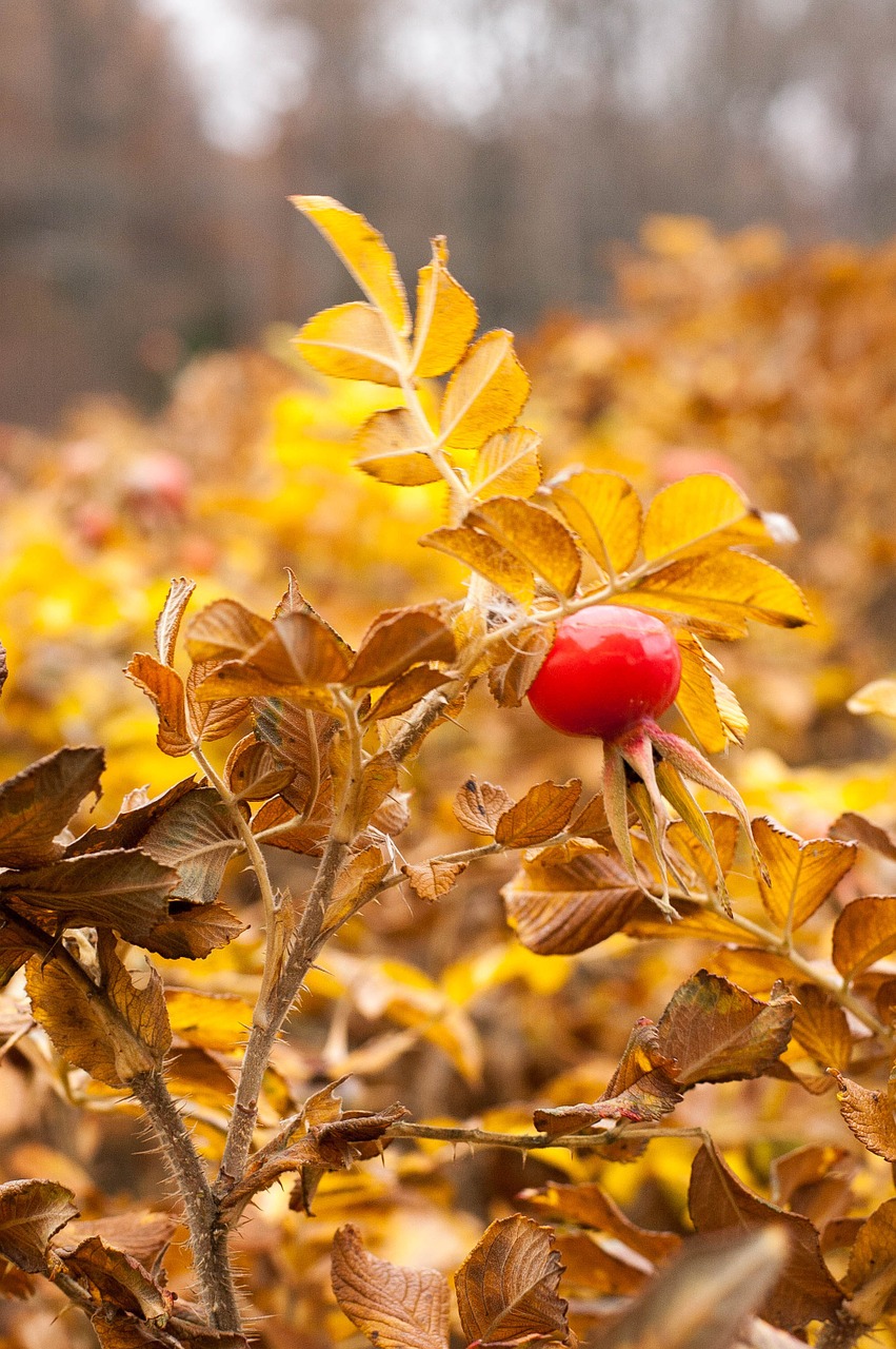 Rožės Šlaunys, Ruduo, Geltona, Lapai, Sušaldyta, Nemokamos Nuotraukos,  Nemokama Licenzija