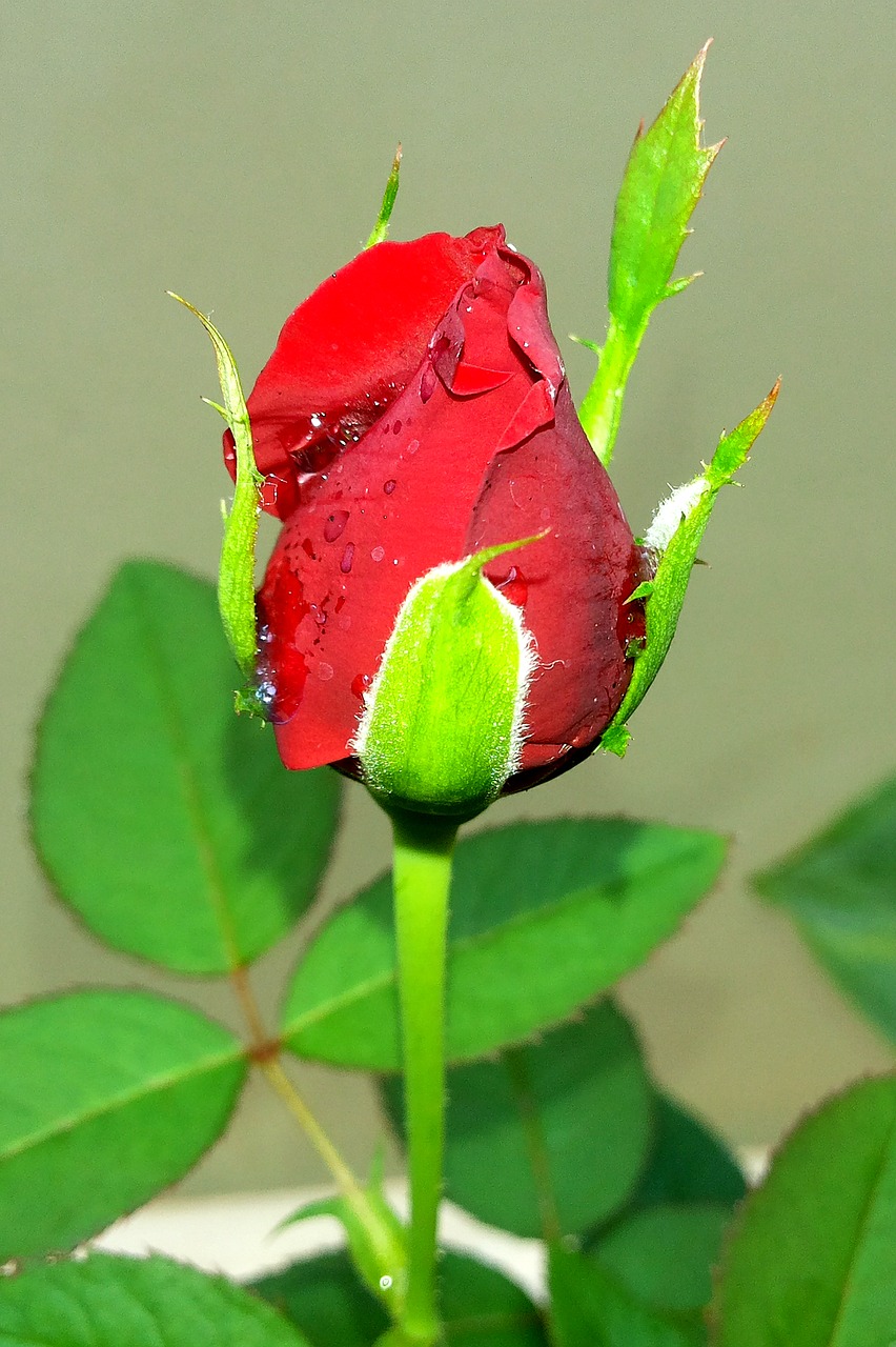Rožė Jm, Raudona, Kerala, Nemokamos Nuotraukos,  Nemokama Licenzija
