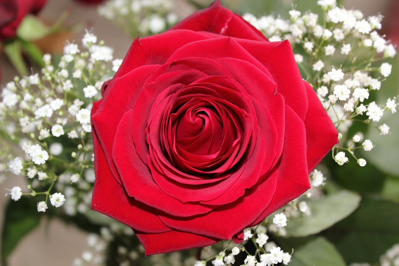Meilės Rožė, Baccarat, Valentino Diena, Raudona, Rožė, Gėlė, Žiedas, Žydėti, Tau, Raudona Roze