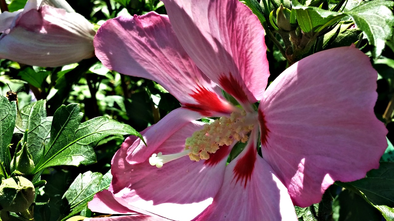 Šarono Rožė, Rožinis, Bičių, Hibiscus, Daugiametis, Sodas, Gėlė, Augalas, Nemokamos Nuotraukos,  Nemokama Licenzija