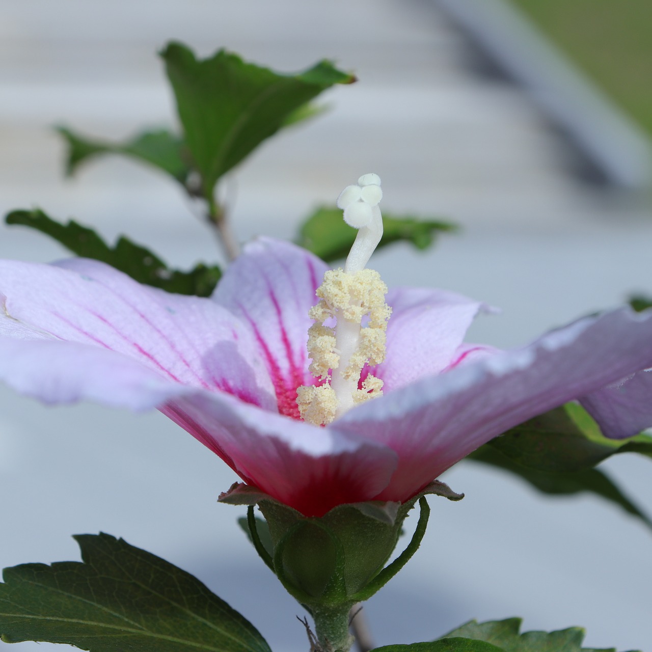 Šarono Rožė, Rožė, Sharon, Hibiscus Syriacus, Hibiscus, Syricus, Gėlė, Gėlės, Augalas, Augalai