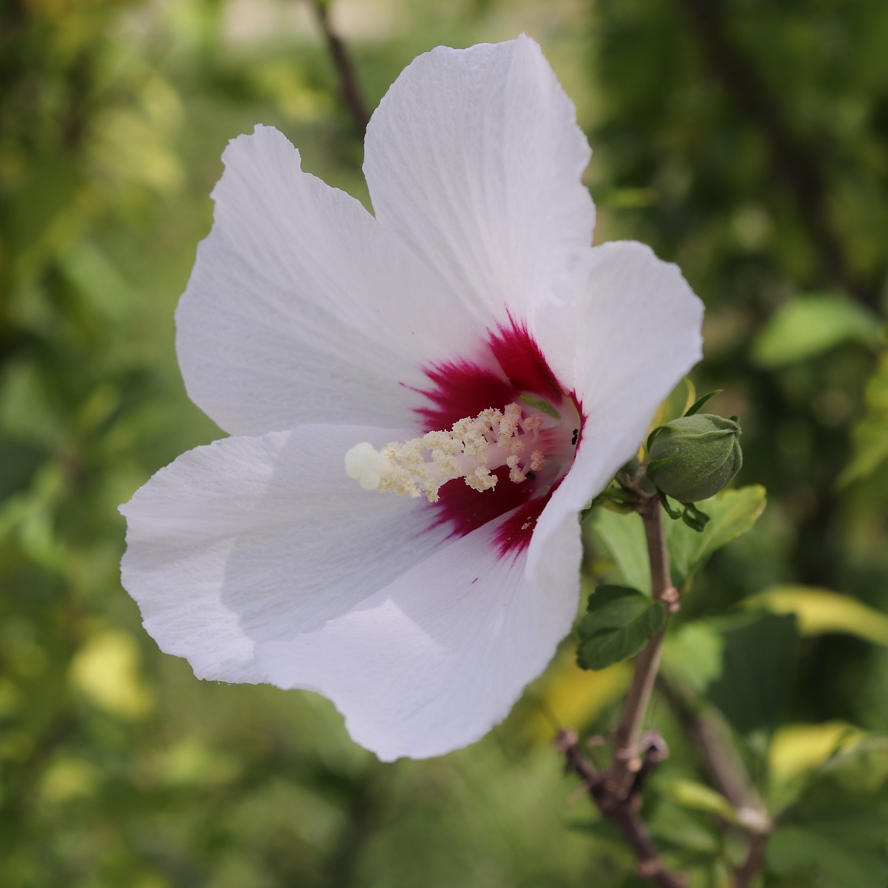 Šarono Rožė, Rožė, Sharon, Hibiscus Syriacus, Hibiscus, Syricus, Gėlė, Gėlės, Augalas, Augalai