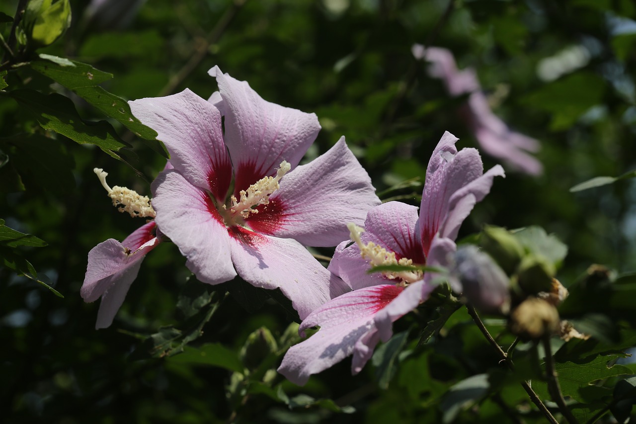 Rose Of Sharon,  Gėlės,  Mediena,  Augalai,  Pobūdį,  Korėjos Respublikos Chrizantema,  Korėjos Gėlių,  Šalies Gėlės, Nemokamos Nuotraukos,  Nemokama Licenzija