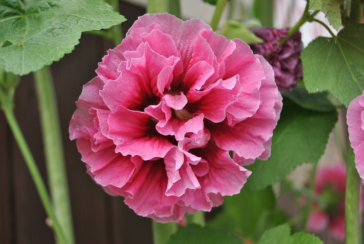 Rose Of Sharon,  Sodas,  Augalai,  Pobūdį,  Rožinis,  Korėja,  Chrizantemos Korėja, Nemokamos Nuotraukos,  Nemokama Licenzija