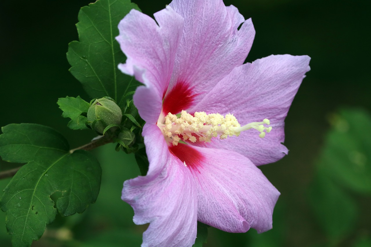 Rose Of Sharon,  Korėja,  Gėlės,  Augalai,  Rožinis,  Korėjos Respublikos Chrizantema,  Korėjos Respublika,  Gamta, Nemokamos Nuotraukos,  Nemokama Licenzija