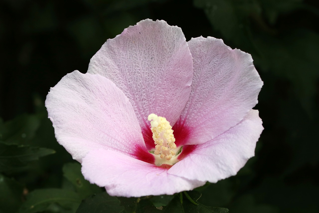 Rose Of Sharon,  Pietų Korėja Pilietis,  Gėlės,  Augalai,  Korėja,  Rožinis,  Vasara,  Sodas,  Gražus,  Žiedlapis