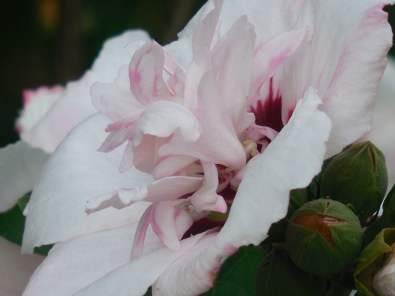 Šarono Rožė,  Hibiscus,  Gėlė,  Rožė,  Sharon,  Žydėti,  Žiedas,  Augalas,  Gėlių,  Sodas