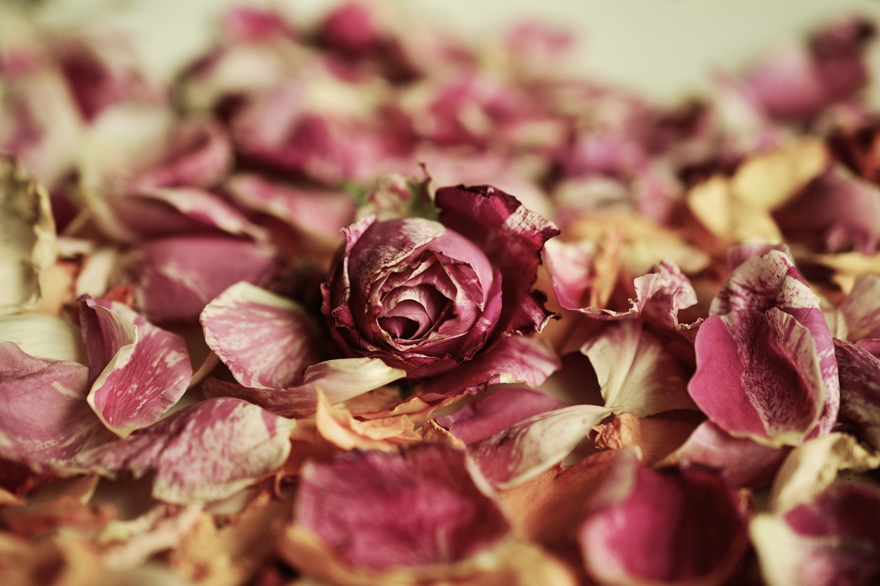 Rožių Žiedlapiai, Rožės, Kvepalai, Kvapiosios Medžiagos, Žiedlapiai, Nudrus, Romantiškas, Nemokamos Nuotraukos,  Nemokama Licenzija