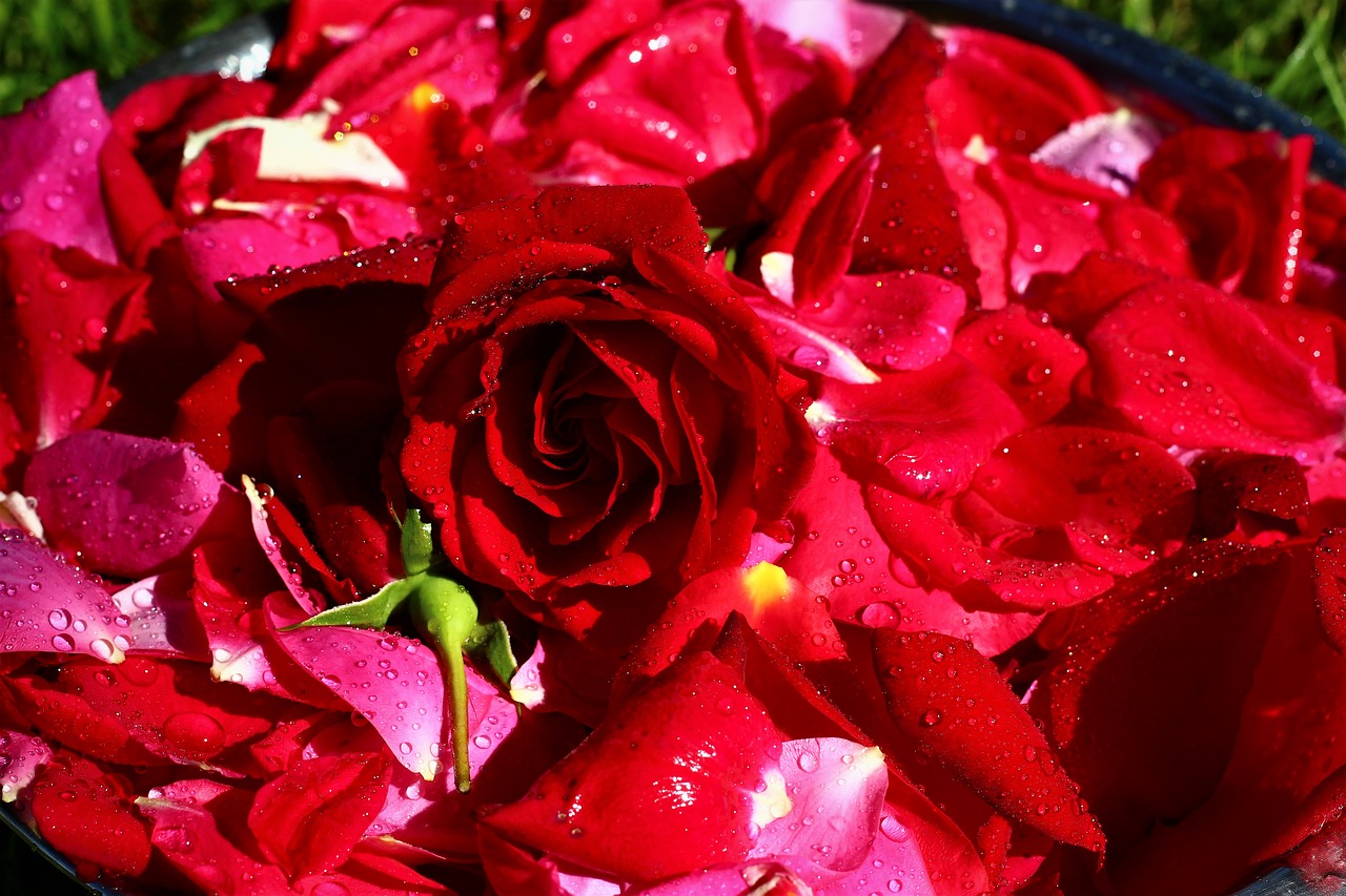 Rožių Žiedlapiai,  Rose Plokštė, Nemokamos Nuotraukos,  Nemokama Licenzija