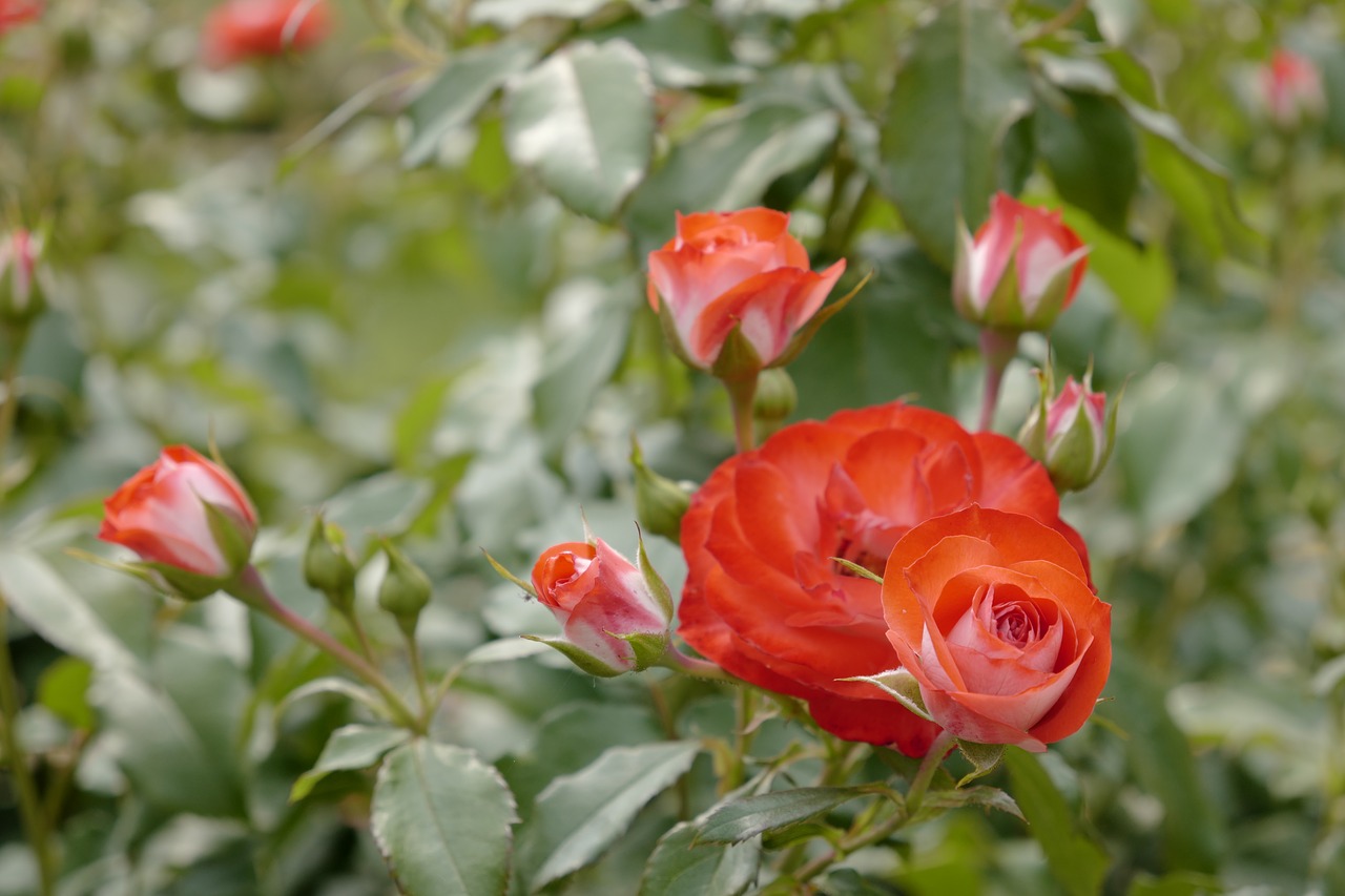 Rose Išaugo,  Raudona Roze,  Žiedas,  Žydi,  Gėlė,  Išaugo Žydėjimas,  Padidėjo Žydėti,  Sodo Augalų,  Suklestėjo,  Žiedų