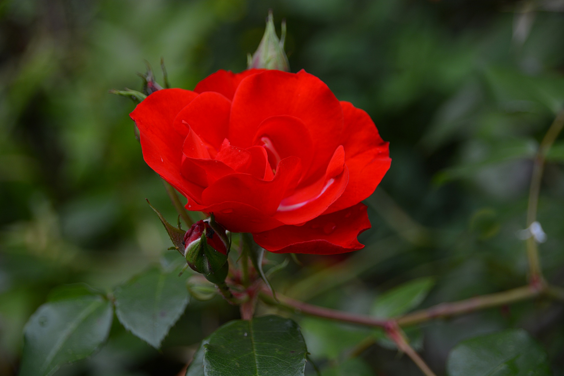 Gėlė,  Rožė,  Flora,  Raudona,  Botanika,  Lietus,  Žydi,  Gamta,  Žydėjo,  Raudona Roze