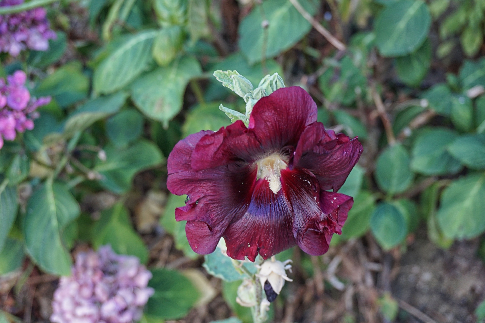 Hollyhock,  Gėlė,  Botanika,  Žydėjimas,  Sodas,  Gamta,  Vasara,  Hollyhock, Nemokamos Nuotraukos,  Nemokama Licenzija