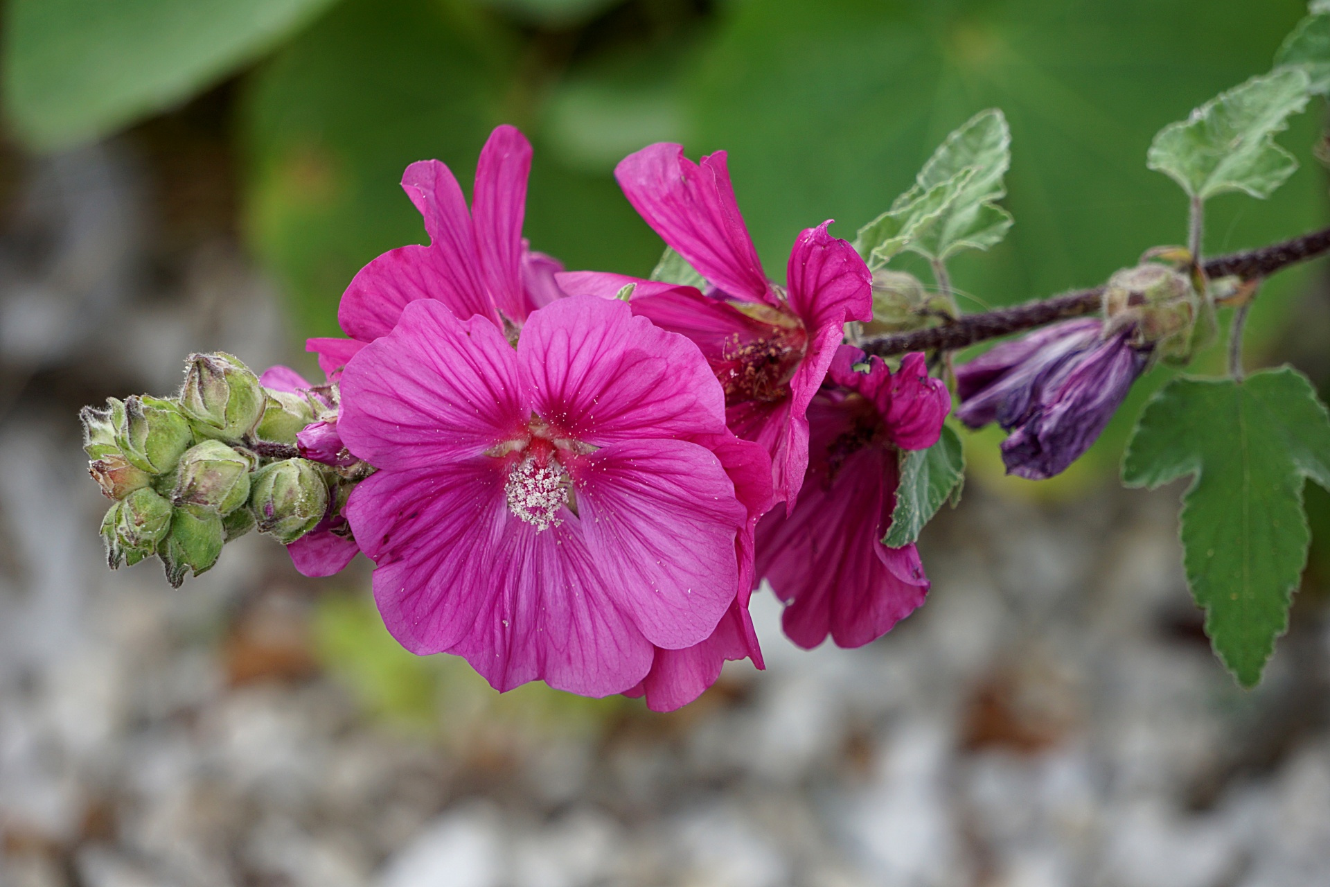 Hollyhock,  Gėlė,  Flora,  Botanika,  Sodas,  Gamta,  Žydi,  Hollyhock, Nemokamos Nuotraukos,  Nemokama Licenzija