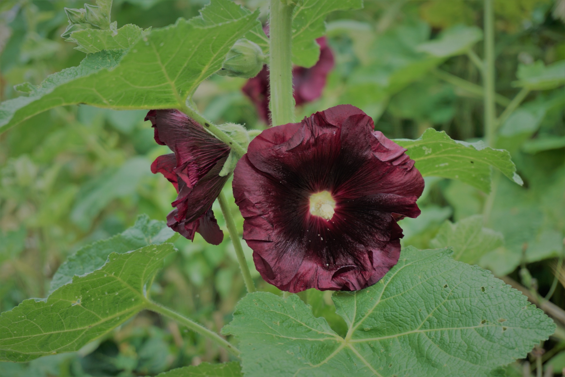 Gėlė,  Hollyhock,  Spalvos,  Botanika,  Flora,  Žydi,  Vasara,  Hollyhock, Nemokamos Nuotraukos,  Nemokama Licenzija