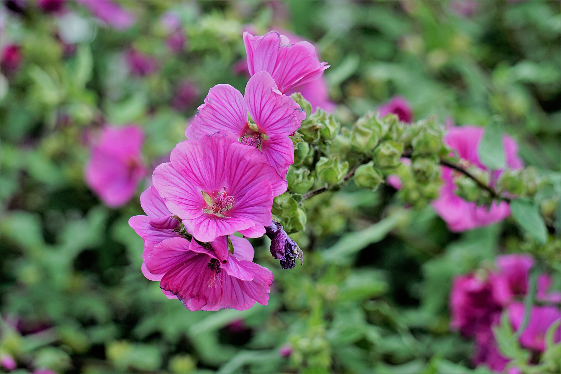 Gėlė,  Flora,  Botanikos,  Sodas,  Žydi,  Žiedlapiai,  Hollyhock,  Žydi,  Hollyhock, Nemokamos Nuotraukos