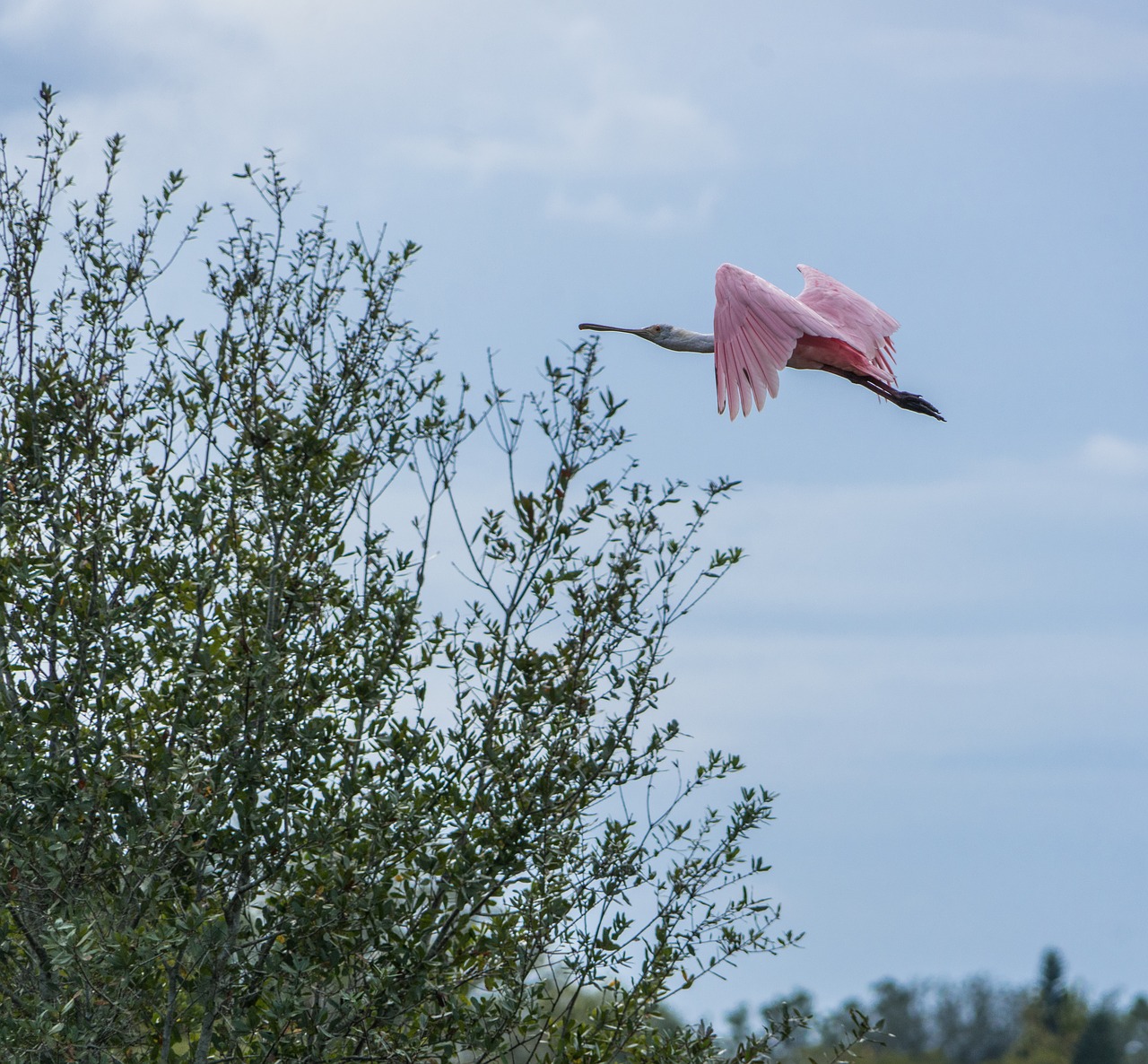 Rožinės Spalvos Spoonbill,  Skraidantis,  Rožinis,  Paukštis,  Dangus,  Lauke,  Gamta,  Laisvė,  Be Honoraro Mokesčio, Nemokamos Nuotraukos