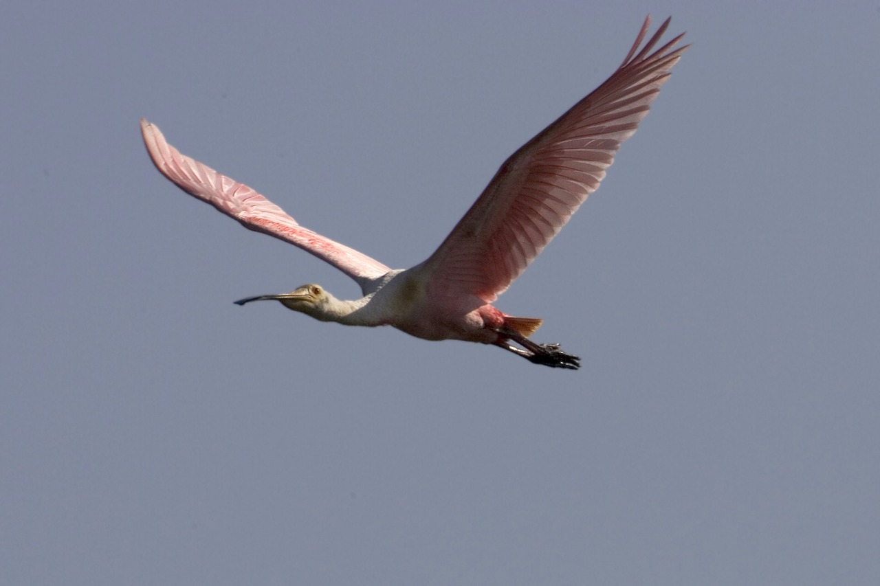 Rožinės Spalvos Spoonbill, Skraidantis, Laukinė Gamta, Paukštis, Gamta, Wader, Vanduo, Sparnai, Skrydis, Dangus