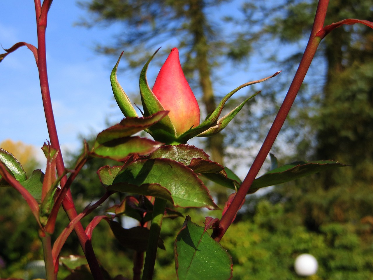 Rosebud, Rožė, Raudona, Budas, Gėlė, Augalas, Krūmas Rožė, Sodas, Gražus, Rožių Krūmas