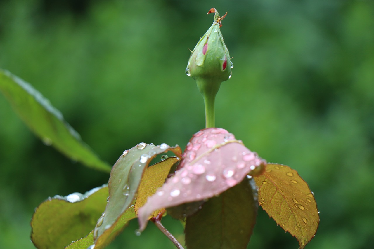 Rosebud, Po Lietaus, Lietaus Lašai, Tiesiog Pridėti Vandens, Lapija, Rožė, Nemokamos Nuotraukos,  Nemokama Licenzija