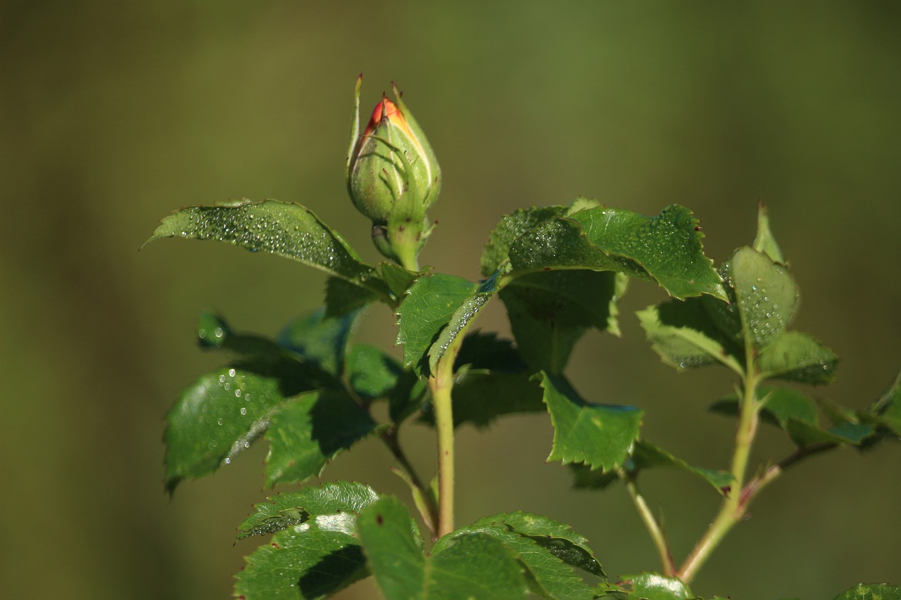 Rosebud, Rožė, Sodas, Grožis, Delikatesas, Liepa, Vasara, Budas, Gamta, Žalias