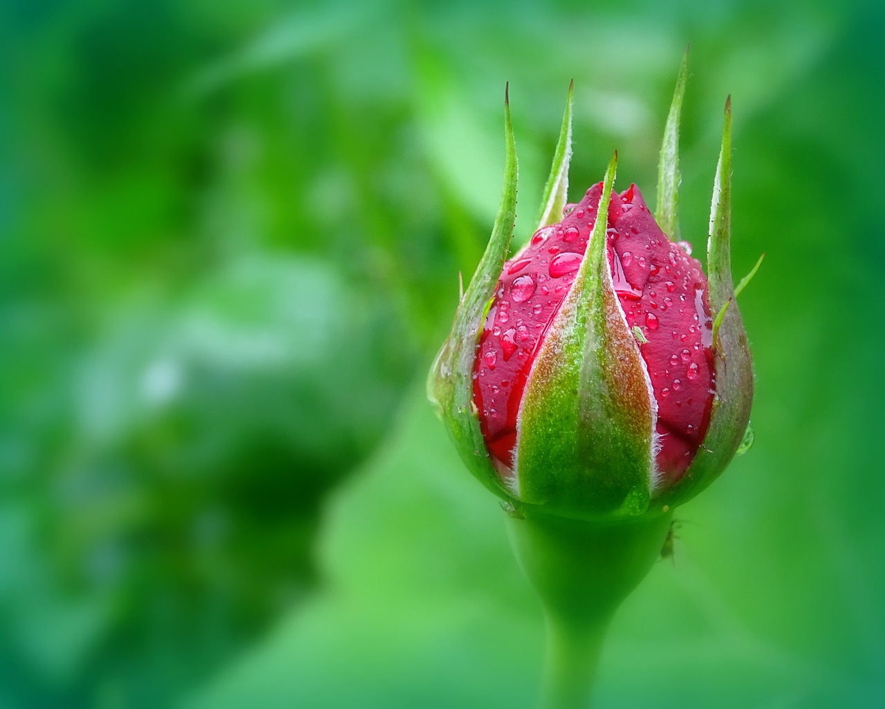 Rosebud,  Išaugo,  Bud,  Gėlė,  Žiedas,  Sodas,  Floros,  Rožinis, Nemokamos Nuotraukos,  Nemokama Licenzija