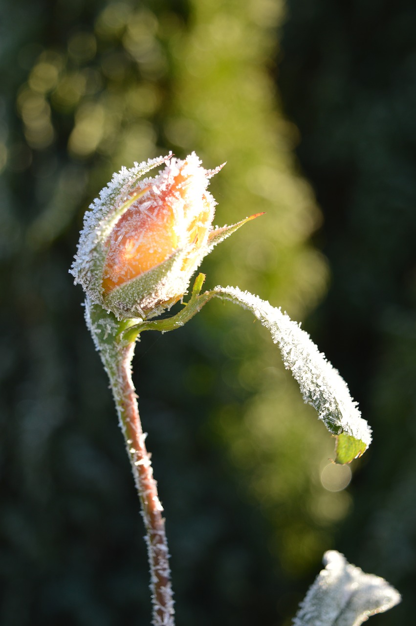 Rosebud,  Žiedas,  Žydi,  Šerkšnas,  Nuo Užšalimo,  Žiemos,  Ledinis,  Iš Arti,  Gamta, Nemokamos Nuotraukos