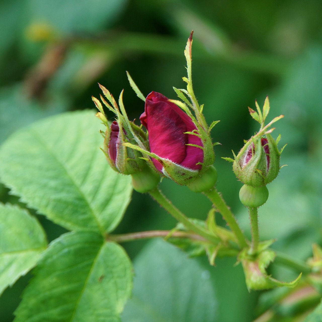 Rosebud, Rožė, Budas, Gėlė, Jaunas, Pavasaris, Nemokamos Nuotraukos,  Nemokama Licenzija