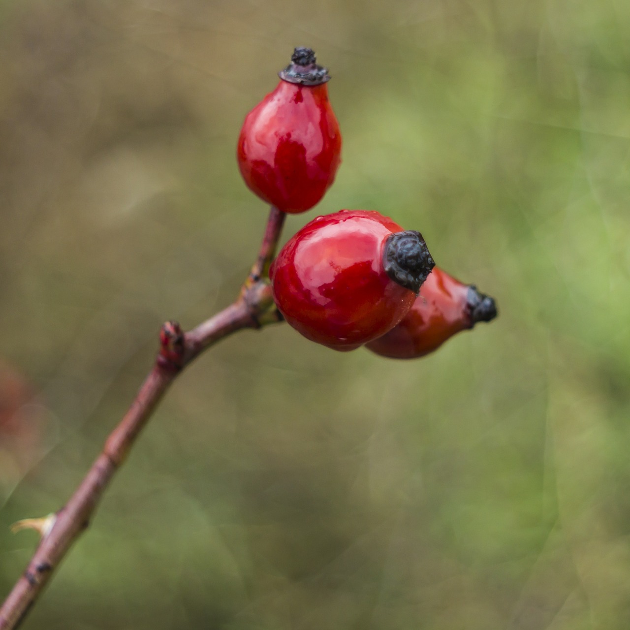 Rosehip, Raudona, Bokeh, Blizgantis, Nemokamos Nuotraukos,  Nemokama Licenzija