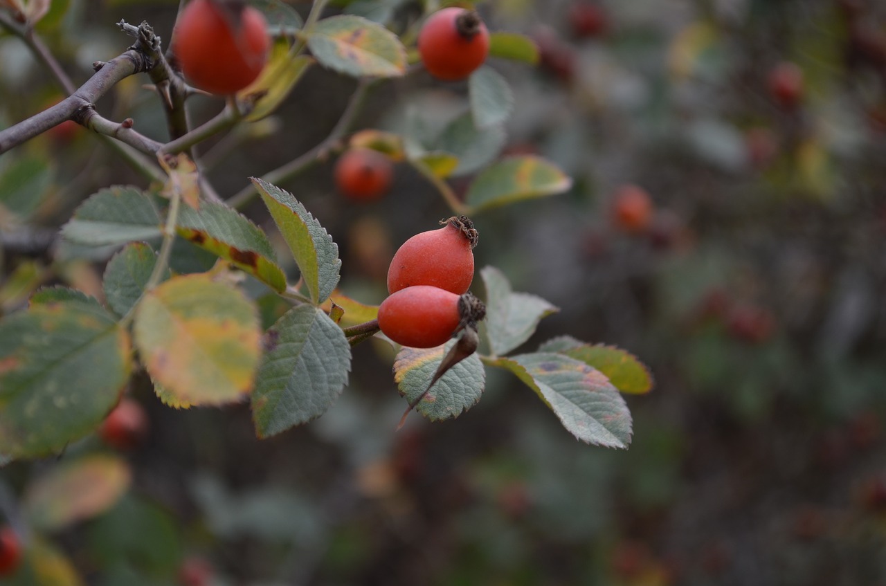 Rosehip, Spanguolė, Žalias, Dėmesio, Nemokamos Nuotraukos,  Nemokama Licenzija