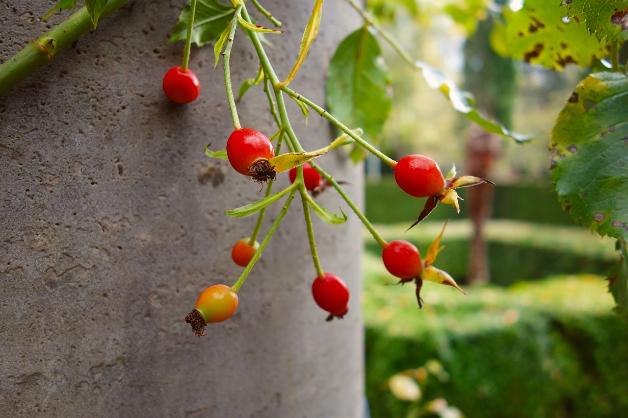 Rosehip, Vaisiai, Maistas, Mityba, Vitaminas, Medicinos, Sodas, Nemokamos Nuotraukos,  Nemokama Licenzija