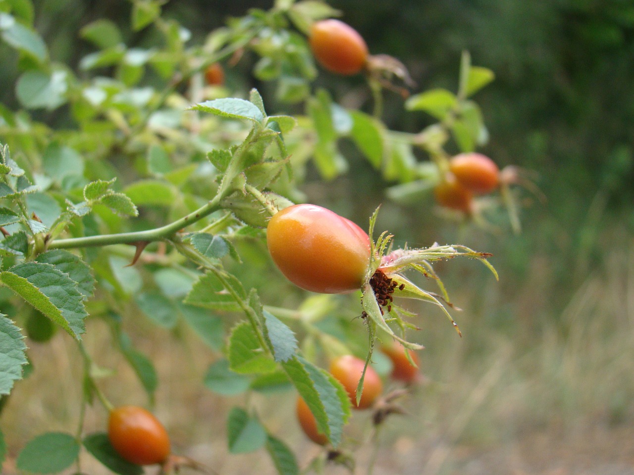 Rosehip, Vaisiai, Gamta, Sodas, Raudona, Nemokamos Nuotraukos,  Nemokama Licenzija