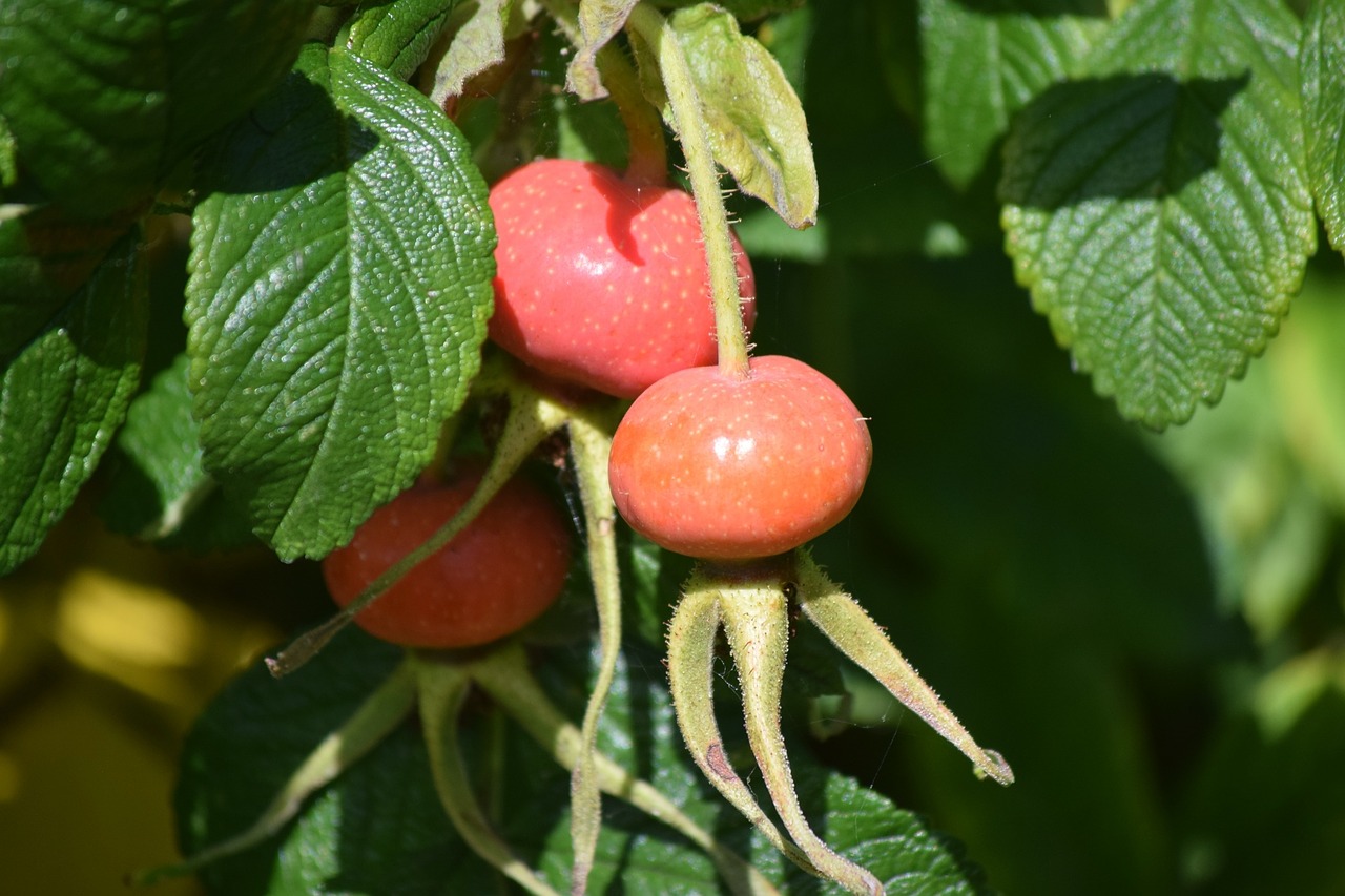 Rosehip, Medžiai, Augalas, Lapai, Žalias, Denmark, Nemokamos Nuotraukos,  Nemokama Licenzija