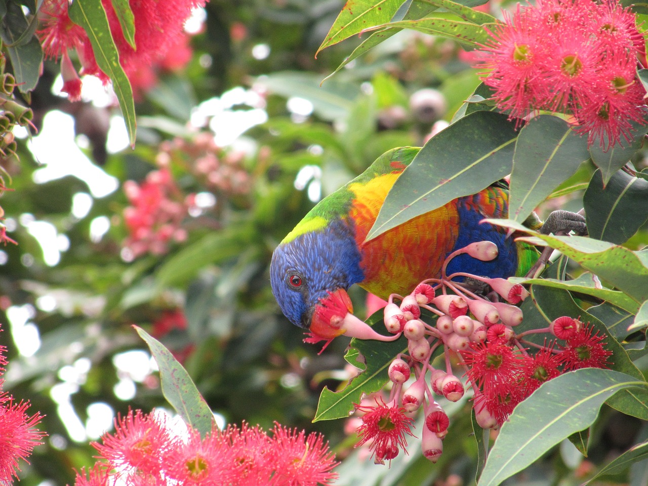 Rosella,  Paukštis,  Valgyti,  Spalvinga,  Australija, Nemokamos Nuotraukos,  Nemokama Licenzija