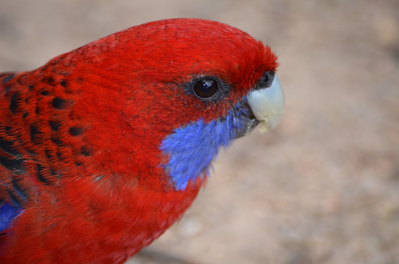 Rosella, Paukštis, Australia, Raudona, Laukinė Gamta, Spalvinga, Gyvūnas, Gamta, Spalva, Plunksna