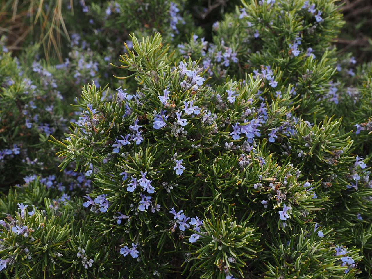 Rozmarinas, Gėlės, Mėlynas, Violetinė, Rosmarinus Officinalis, Rosmarinus, Pusbokšlis, Lamiaceae, Laukinis Rozmarinas, Krūmas