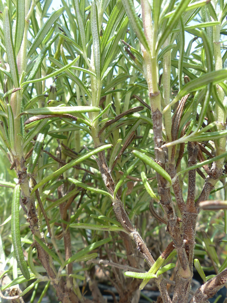 Rozmarinas, Prieskoniai, Žolė, Virtuvės Prieskoniai, Virtuvės Žolelių, Rosmarinus Officinalis, Rosmarinus, Periwinkle, Pusbokšlis, Lamiaceae