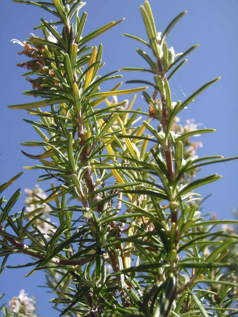 Rozmarinas, Rosmarinus Officinalis, Rosmarinus, Medicinos, Nemokamos Nuotraukos,  Nemokama Licenzija