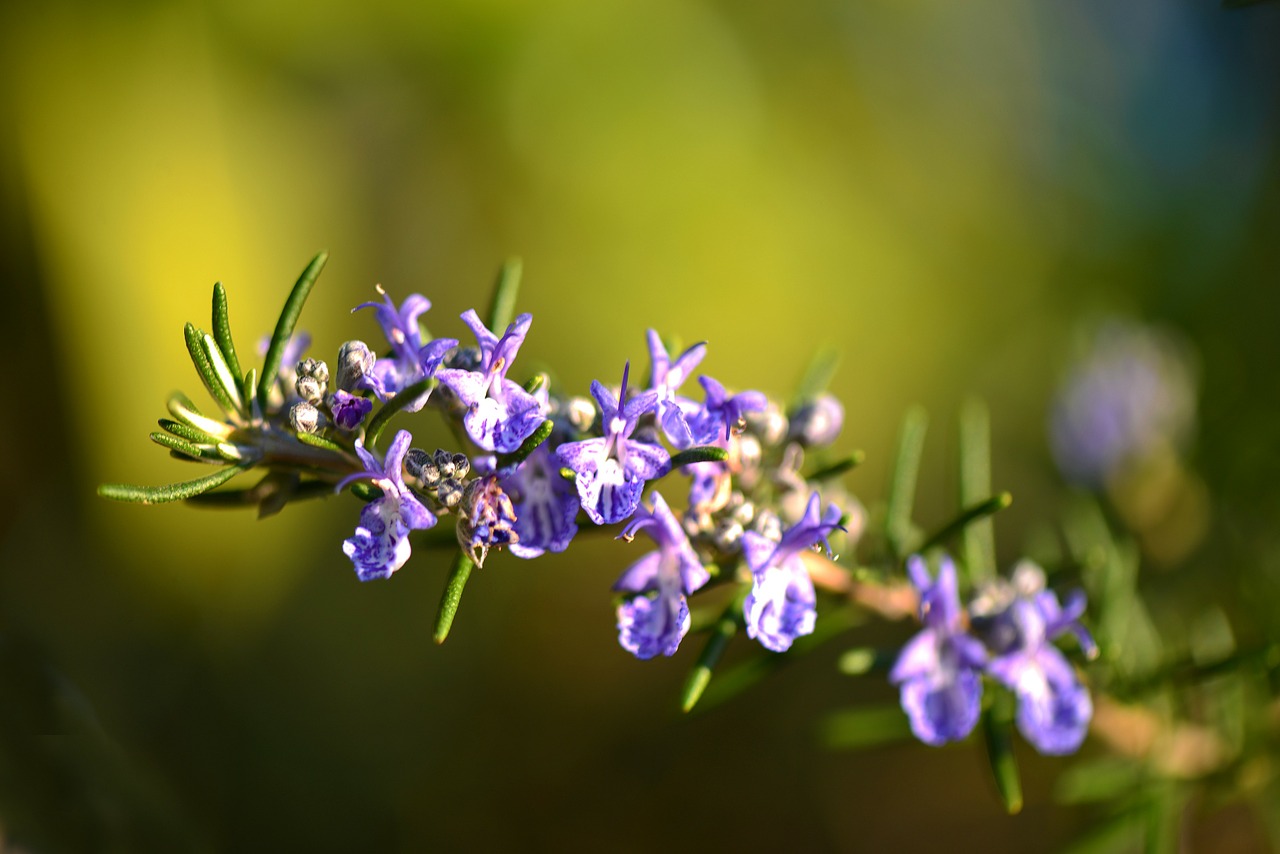 Rozmarinas, Gėlė, Provence, Violetinė, Žalias, Gamta, Nemokamos Nuotraukos,  Nemokama Licenzija