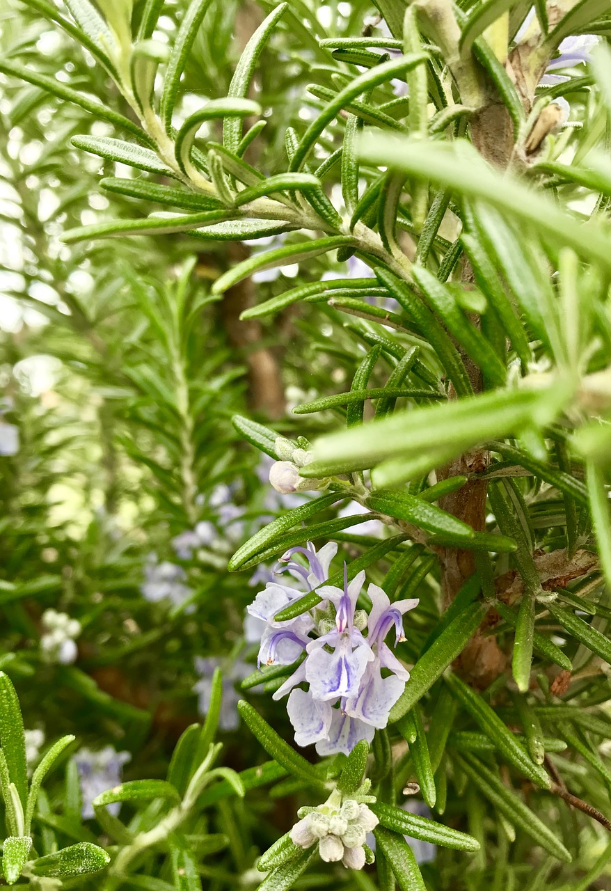 Rozmarinas,  Žolė,  Virimo,  Sodas,  Floros,  Pobūdį,  Lapų,  Gėlė,  Augalų,  Žalias