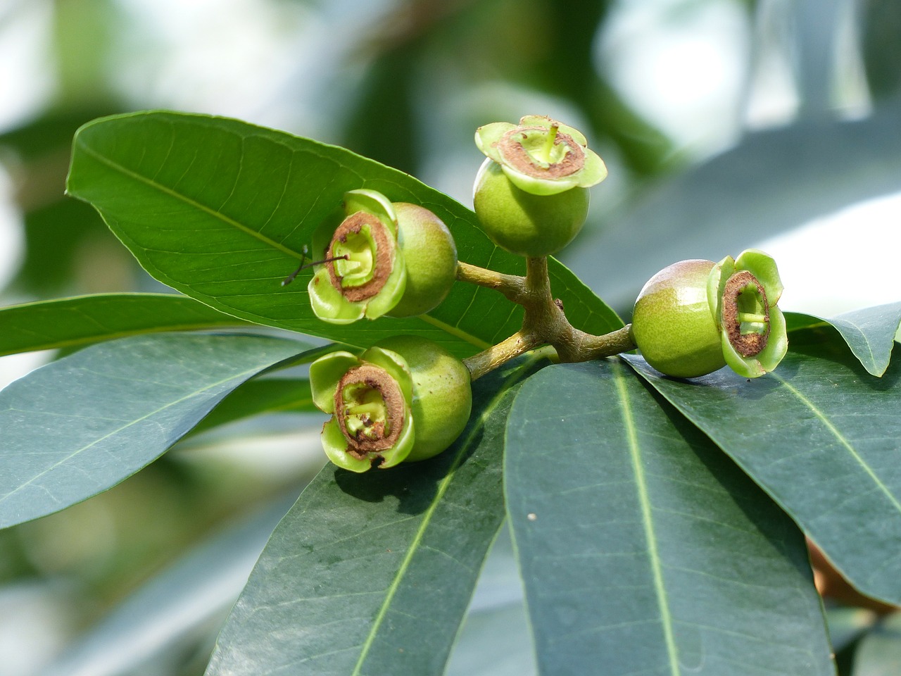 Rosenpfel, Vaisiai, Medis, Lapai, Žalias, Syzygium Jambos, Rožinis Obuolys, Augalas, Atogrąžų, Egzotiškas