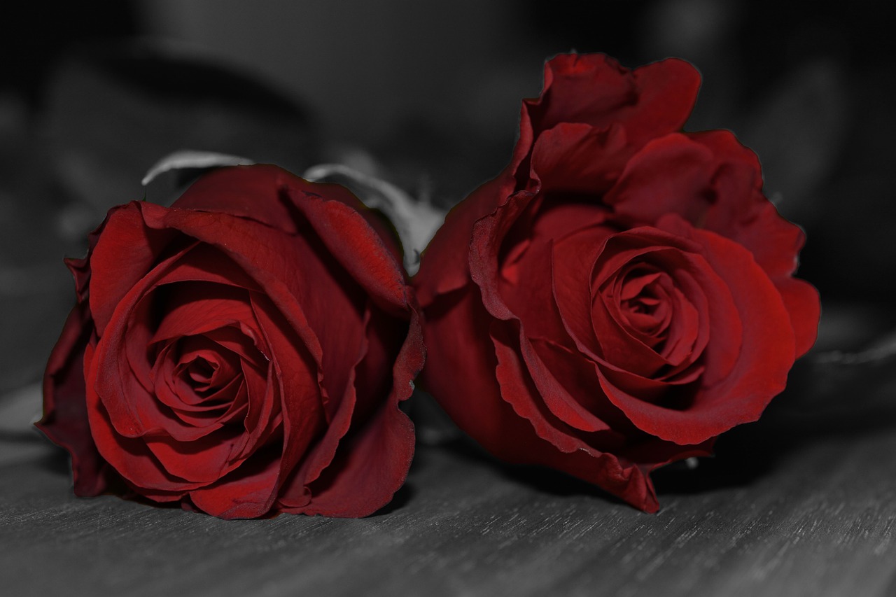 Rožės, Raudona, Raudonos Rožės, Raudona Rožė, Rožė, Romantika, Meilė, Žiedas, Žydėti, Gėlės