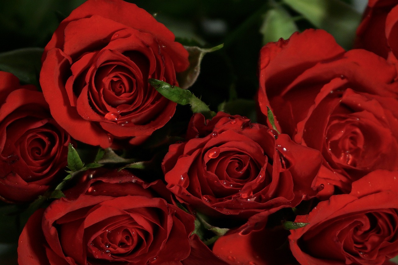 Rožės, Gėlės, Raudona Roze, Žiedas, Žydėti, Rožių Žydėjimas, Gamta, Rožinis, Raudona, Romantiškas