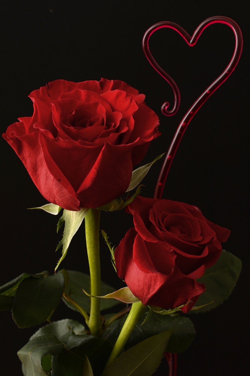Rožės, Širdis, Meilė, Gėlės, Romantika, Valentino Diena, Raudona, Raudonos Rožės, Raudona Rožė, Vestuvių Dieną