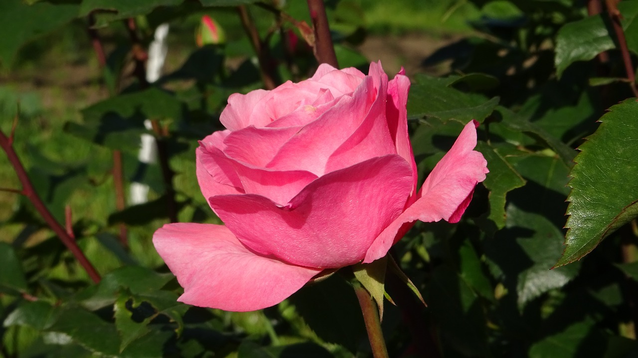 Rožės, Gėlės, Raudona Roze, Meilė, Žiedlapiai, Išaugo Žydėti, Rožių Žydėjimas, Sodas, Romantika, Nemokamos Nuotraukos