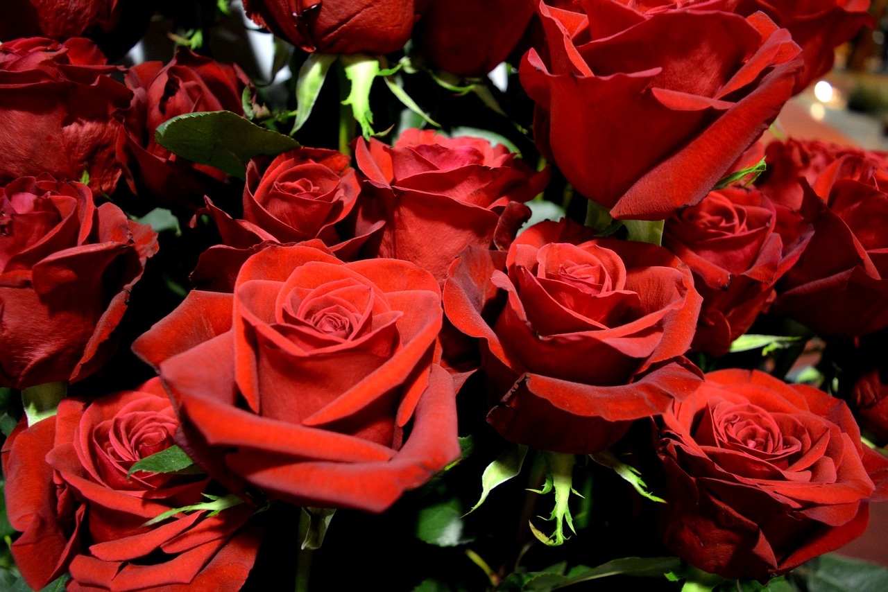 Rožės, Raudona, Gėlės, Raudonos Rožės, Grožis, Sodas, Gėlė, Nemokamos Nuotraukos,  Nemokama Licenzija