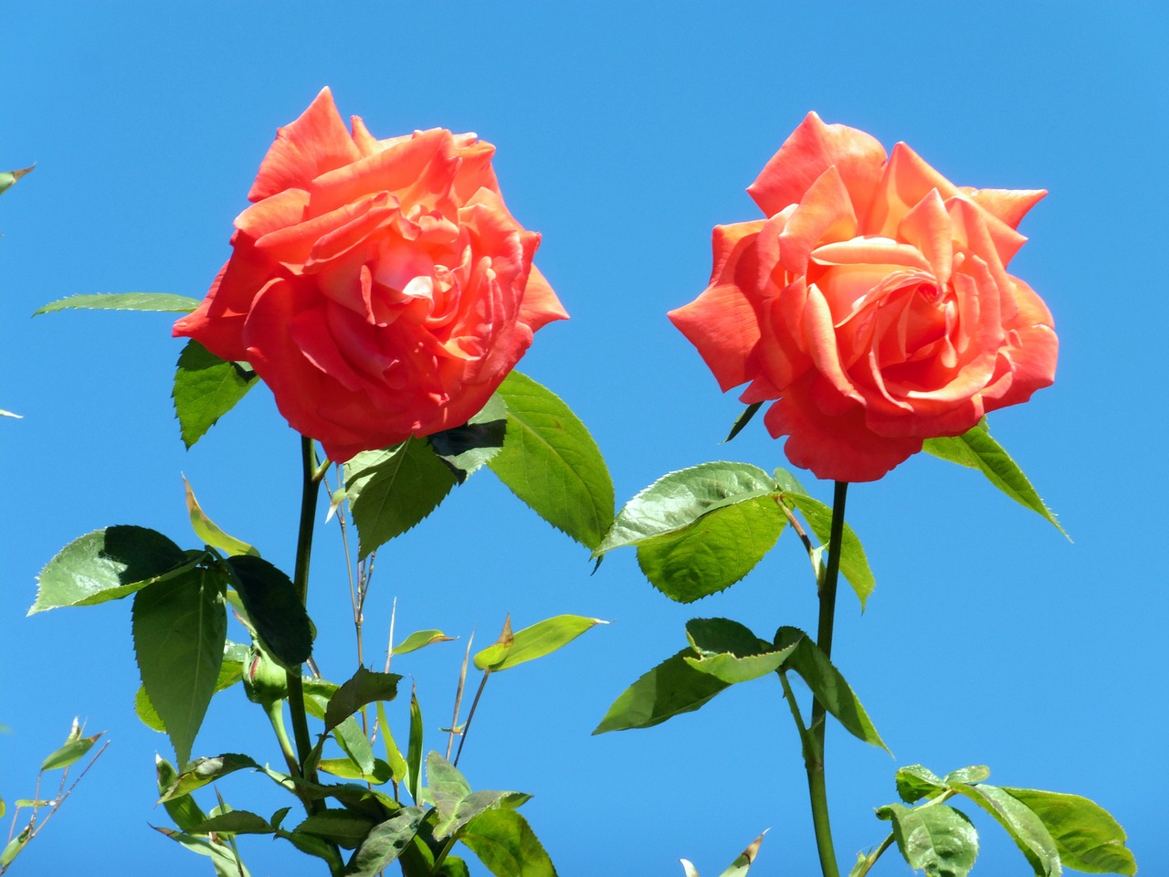 Rožės, Oranžinė, Gėlė, Žiedas, Žydėti, Rožių Žydėjimas, Oranžinės Rožės, Gamta, Nemokamos Nuotraukos,  Nemokama Licenzija