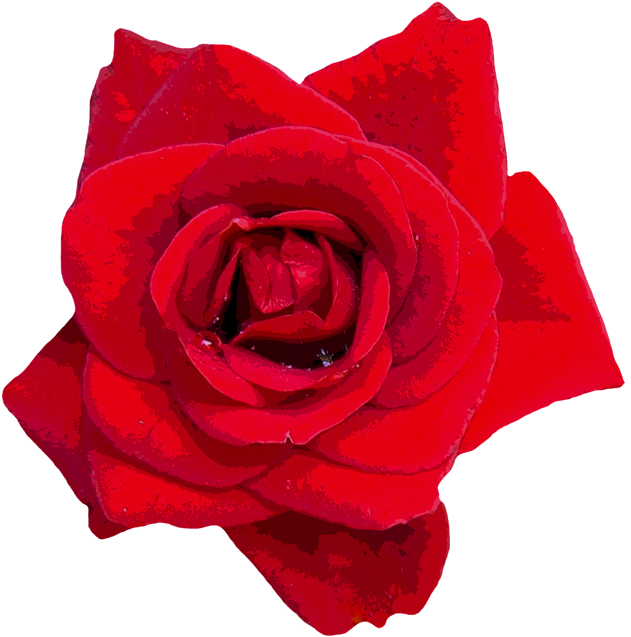 Rožės, Raudona, Gėlės, Raudona Roze, Rožių Šeimos, Sodo Rožė, Rožių Žydėjimas, Meilė, Romantika, Išaugo Žydėti
